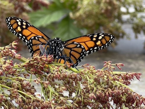 Monarch butterfly on a plant