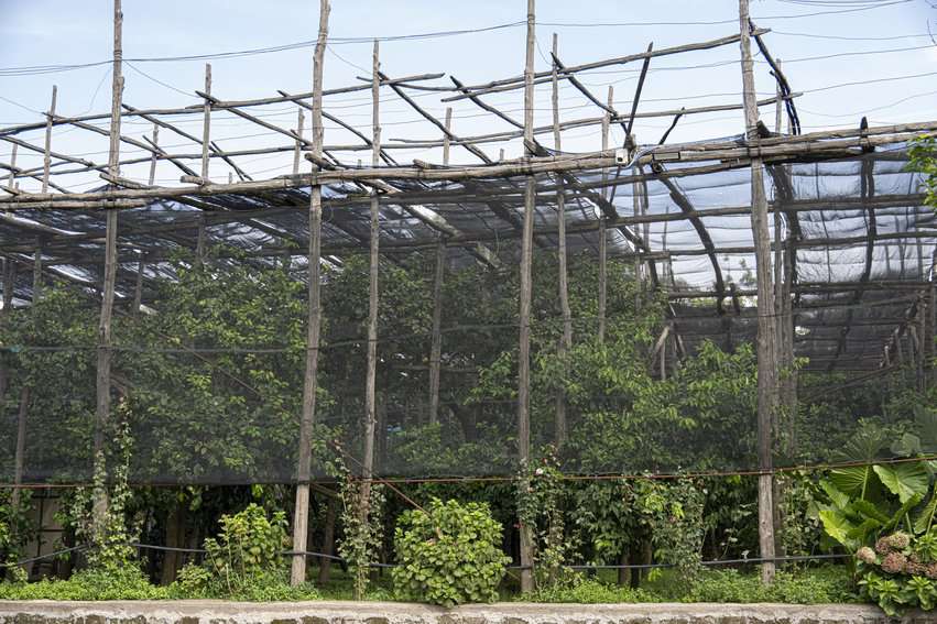 Lemon groves are protected from the elements by way of mesh coverings held up by tall wooden poles.