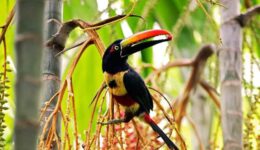 Fiery billed Aracari at Manuel Antonio National Park. Photo by Noreen Kompanik