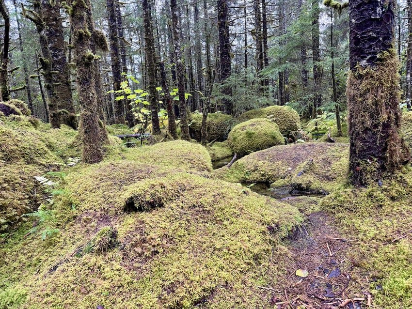 Hike to Mendenhall Glacier, Juneau