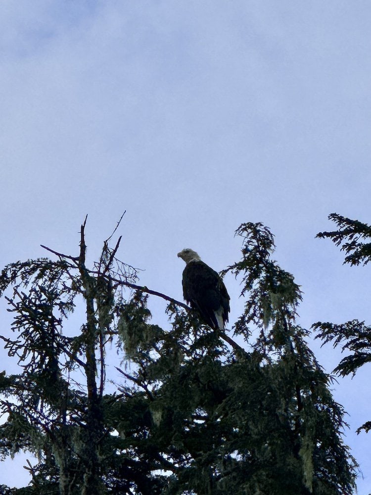 Bald eagle sighting during kayaking excursion.