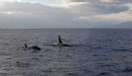 Orca sighting!