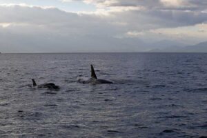 Orca sighting!