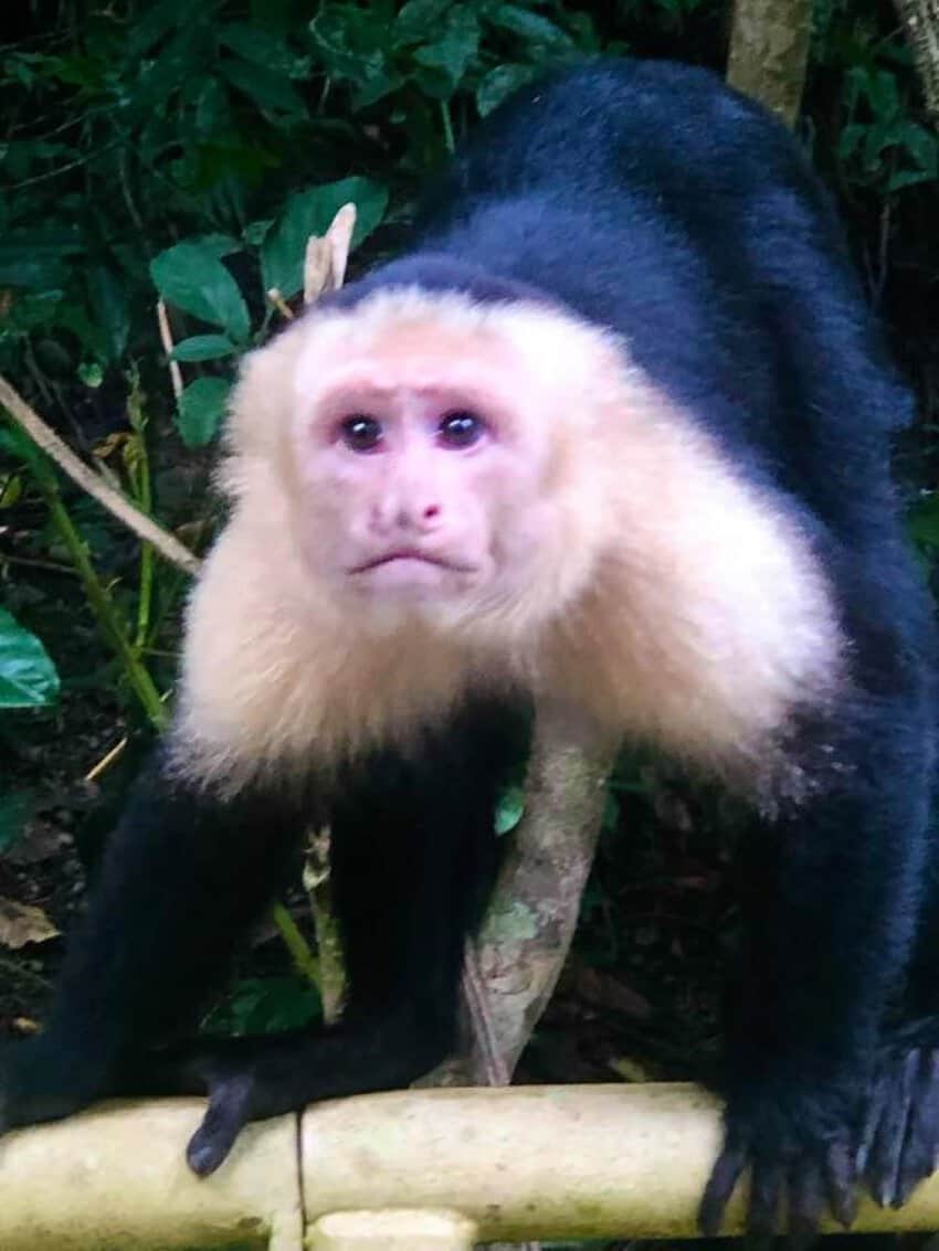 Manuel Antonio National Park