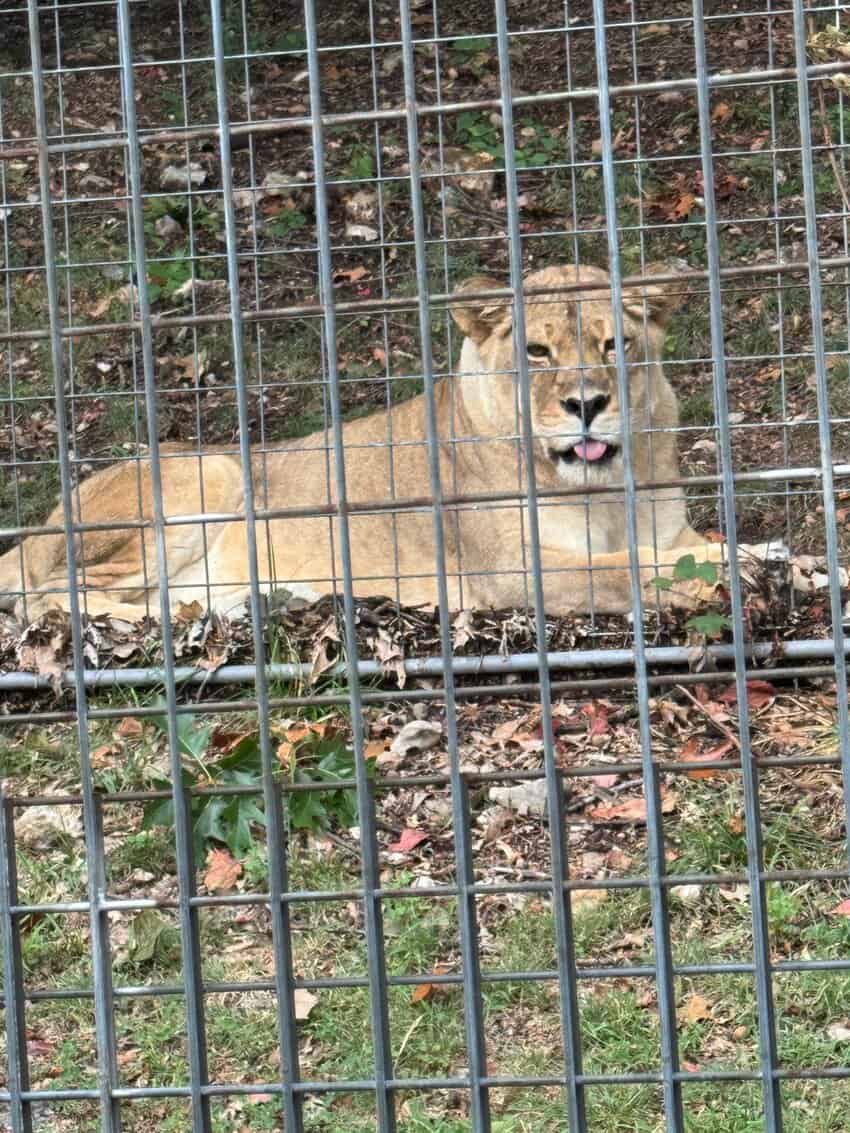 Rogers Arkansas: Gateway to the Ozarks 10 Big cat at the Turpentine Creek Wildlife Refuge in Eureka Springs AR.