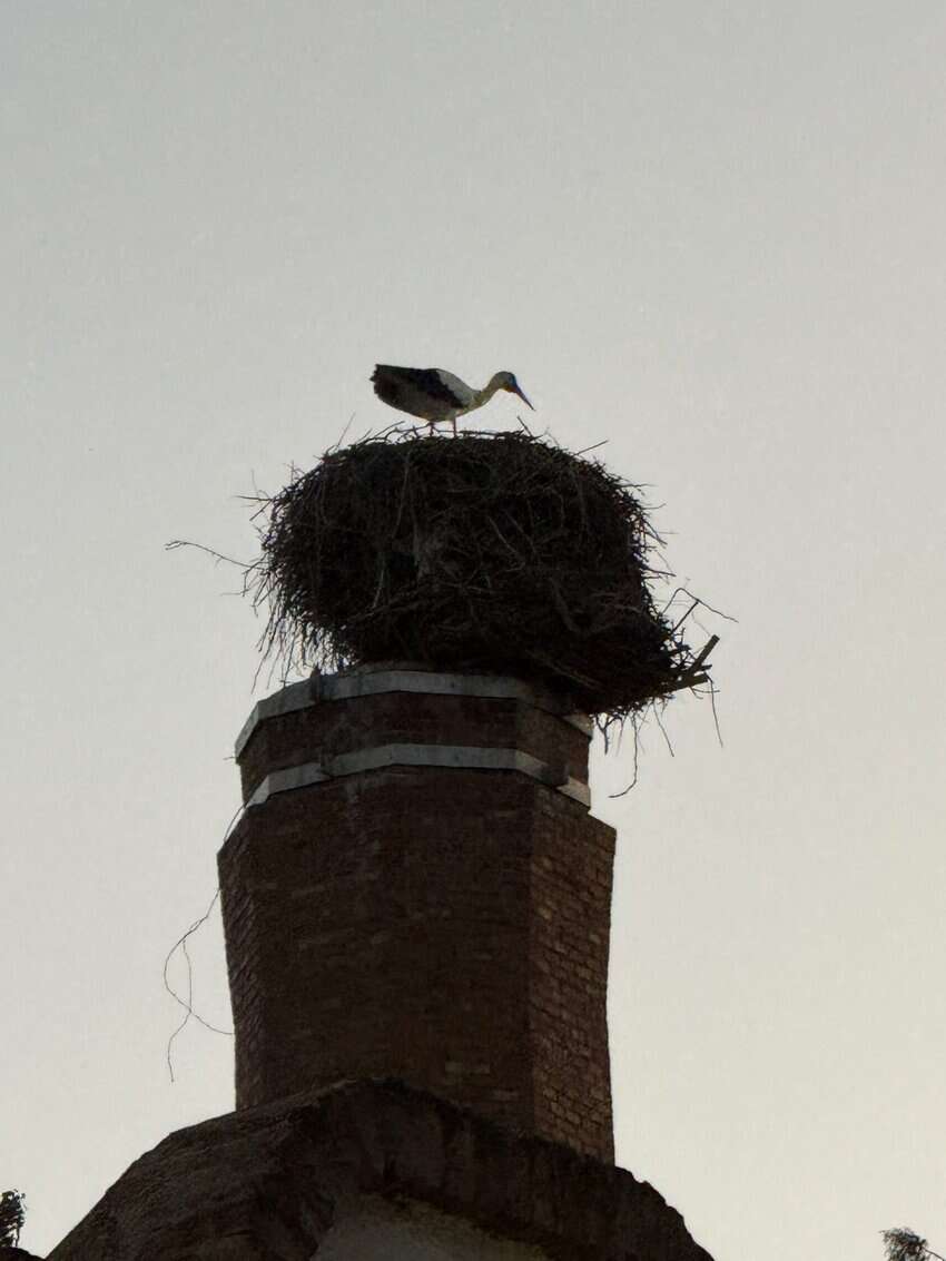 Lleida, Barcelona, And The Raimat Arts Festival In Spain 2 Storks are everywhere in the chimneys of Raimat, Spain.